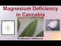 Magnesium Deficiency in Cannabis