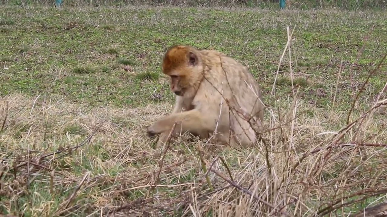 Berberaffen im Zoopark Erfurt auf Futtersuche