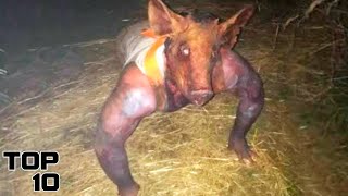Top 10 Bizarre Creatures Found In Uncharted Places