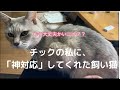 チック症の私に神対応してくれたウチの猫