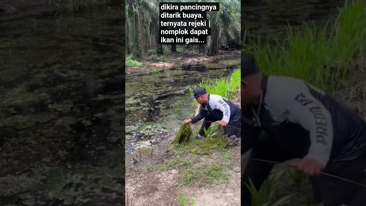 gak nyangka, dapat ikan toman jumbo😱#fish#animals #shorts#viral