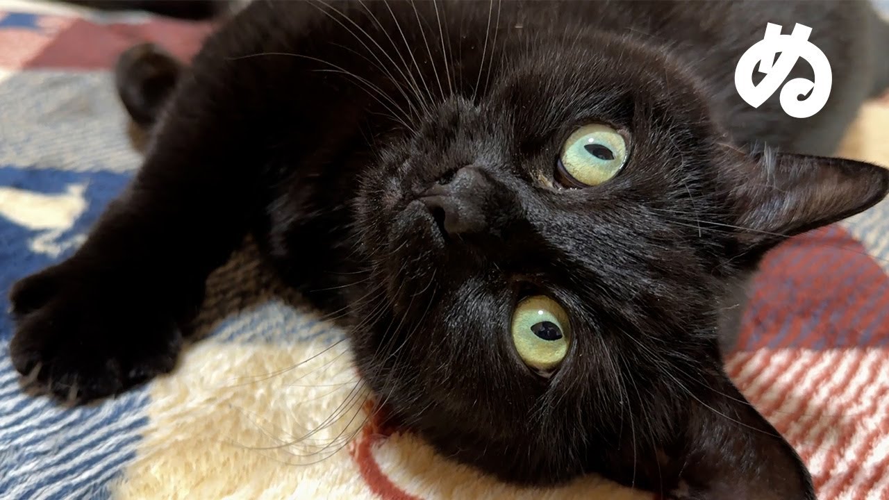 マンチカンだけど足が長くて黒い猫とめちゃくちゃイチャイチャします