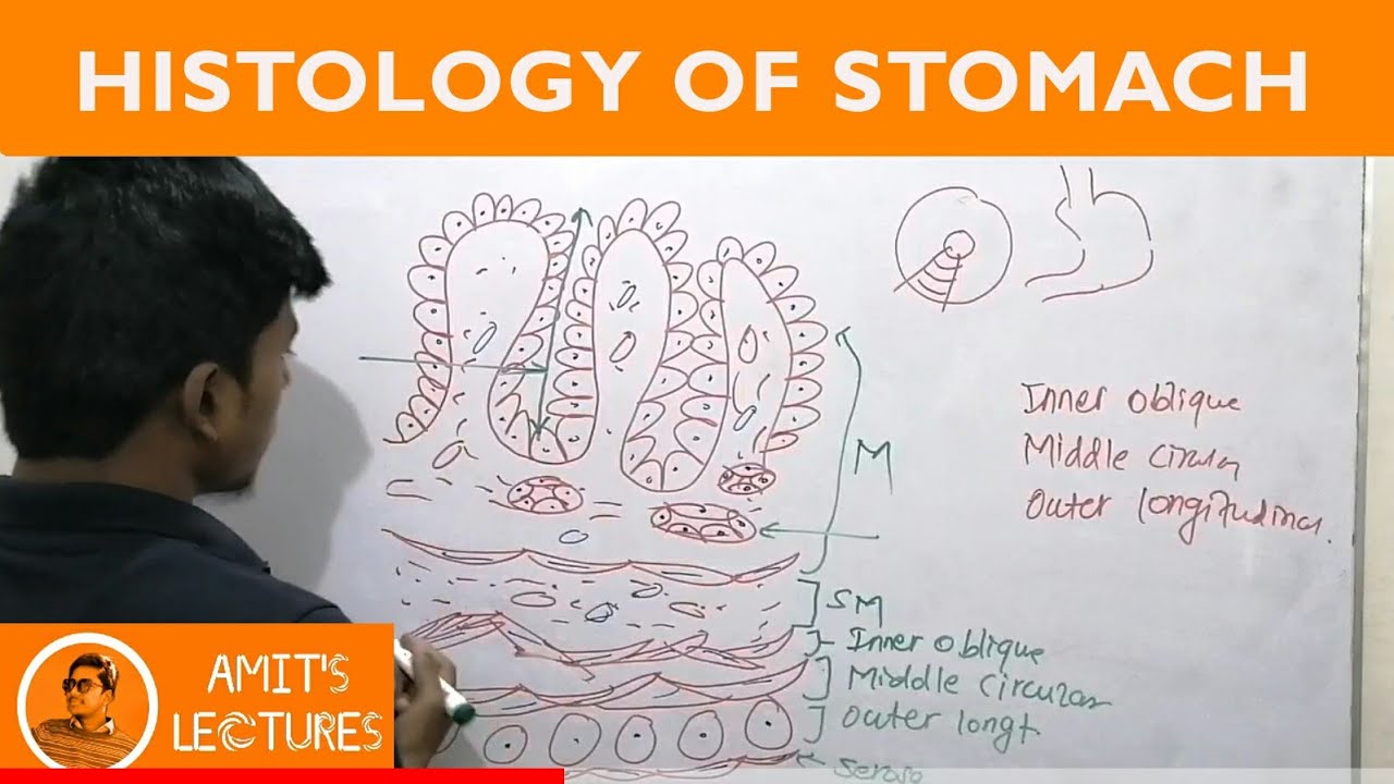 Draw histological diagram of Stomach in 2 minutes | Rapid Histology | Amit's Lectures | UHS