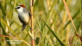 Chestnut Capped Babbler.