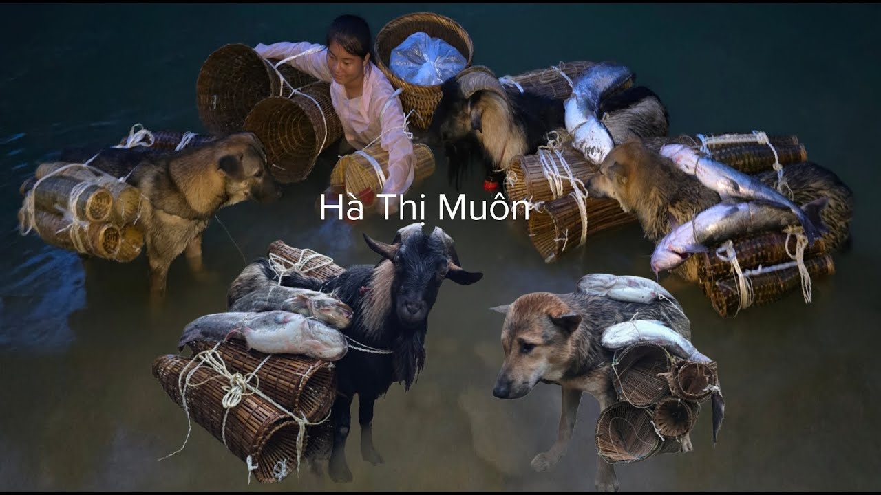 Miserable Vietnamese girl hunts fish for a living at night with dogs and goats - ha thi muon
