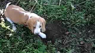 Beagle digging a hole