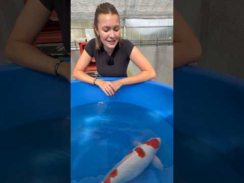 Der One More Koi dieder Woche ist jetzt online 😍 Bietet mit unter www.konishi-koi.com ☺️