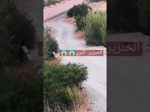 هجوم مرعب ل الخنزير البري