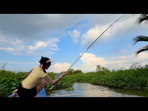 Không Ngờ Bầy “Chép Khủng” Ẩn Mình Dưới Đám Lục Bình Này | Big Carp Hiding Under Hyacinths