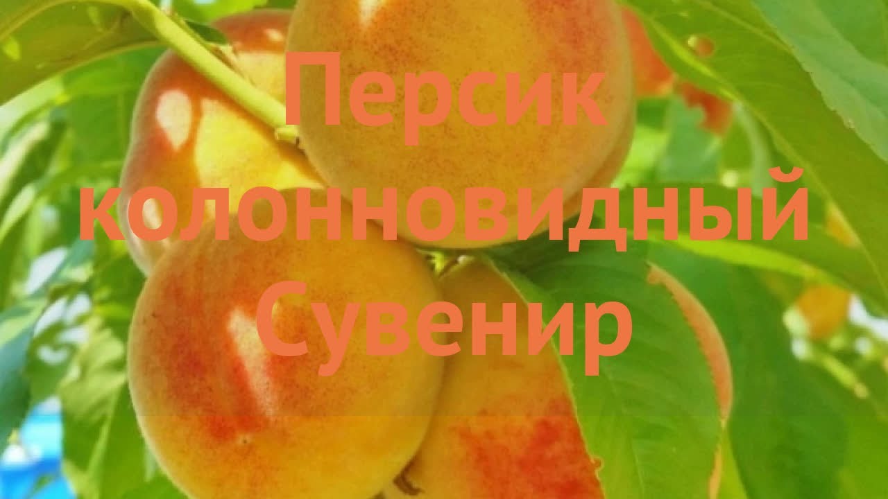 Персик сувенир. Персик колоновидный. Персик колоновидный (Prunus persica ). Персик сувенир сроки созревания. Персик ветеран описание сорта фото отзывы.