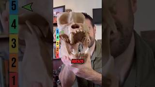 ANIMALES CON FUERZA BRUTAL 💀