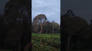 Download Lagu negeri diatas awan view terindah didunia #subscribe MP3