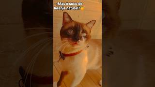 Que Cliente Complicado!🤷🏻♀️🍊😸 #shortsviral#petsfofinhos #gatos #gateiraporamor#humormemes