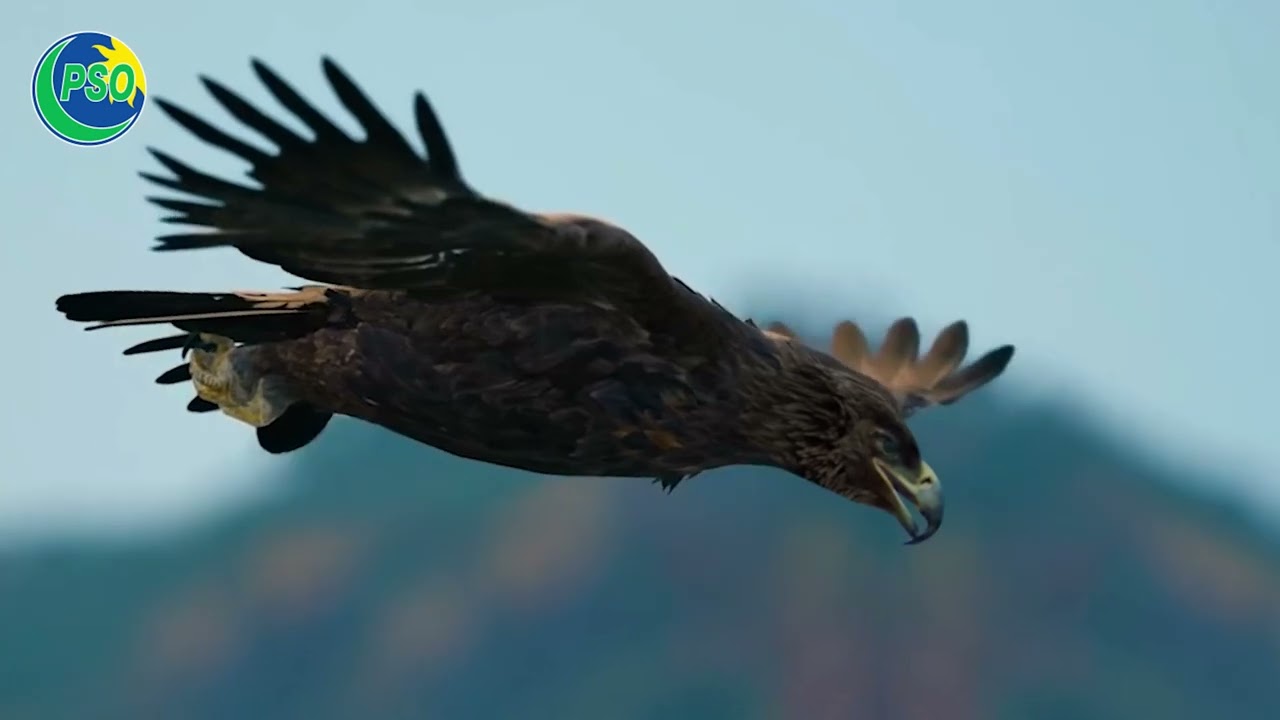 PSO - Conquer With Carient - DVC - Dec 8, 2023