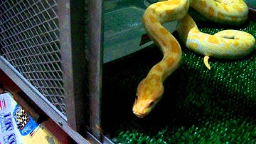 The story of the Albino Burmese Python and the curious rat