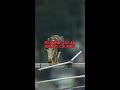 Falcon Gets Revenge On Pelican: 1 Fatal Mistake