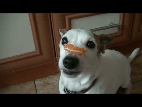 Видео: Должны ли собаки есть мандарины?
