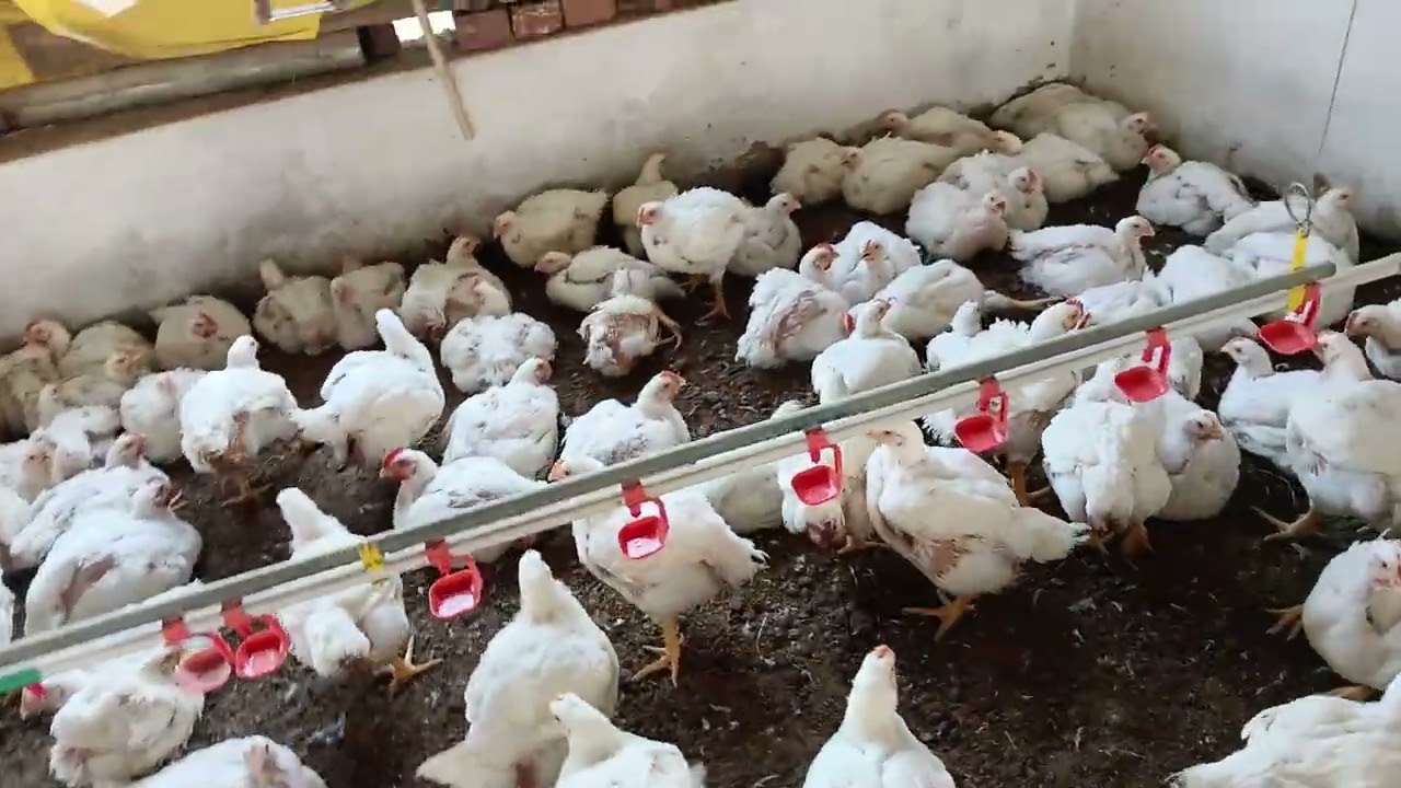 39 days me 2kg 500g weight ho gaya hai /39 दिनों में मेरा वजन 2 किलो 500 ग्राम हो गया है #farming 