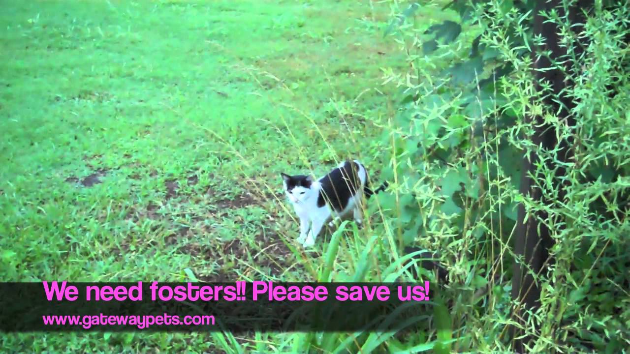 puppy paradise Kittens! August 6, 2011 Feeding.
