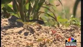 Drought killing crop farm dreams
