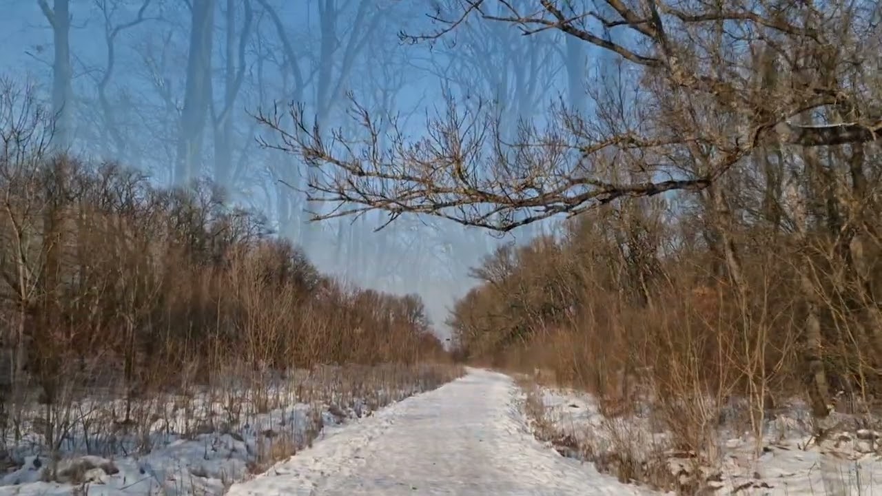 ❄️Iarna la Pădurea Verde, Timișoara ❄️ #timisoara #winter #forest #iarna 