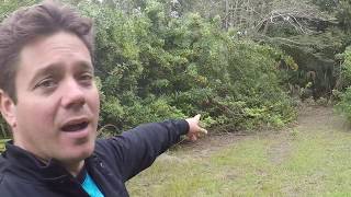 Famous Still removing Brazilian Pepper! Profile