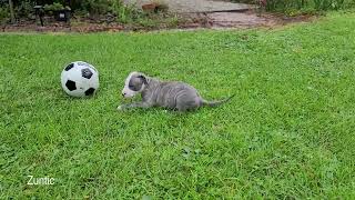 Drax the blue nose pitbull playing with soccer ball at 7 weeks old by Zuntic 262 views 1 year ago 1 minute, 4 seconds