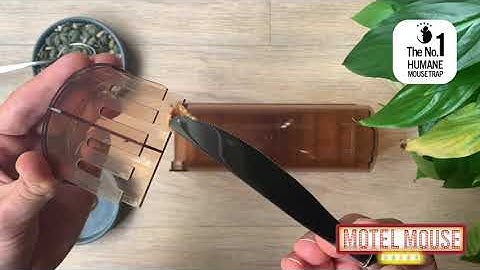 MotelMouse - THE #1 HUMANE MOUSE TRAP on Amazon INSTRUCTIONS
