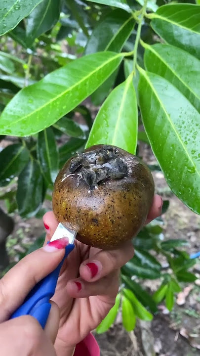 Buah Puding Coklat atau blacksapote #sawohitam
