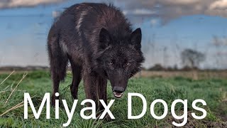 Miyax Dogs - Grey is the new Black