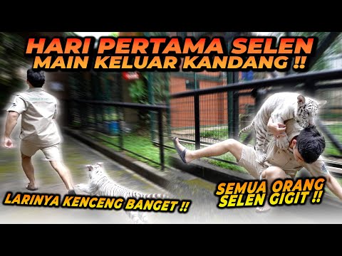 HARI PERTAMA SELEN MAEN KELUAR KANDANG ! SEMUA ORANG DIAJAK MAEN SAMA SELEN ! LARINYA KENCENG BA