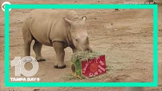 White rhino celebrates his first birthday at the San Diego Zoo