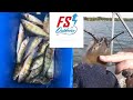 Pyma Perching + Funky Looking Catfish Caught!