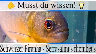 Haltungsbedingungen & Infos Schwarzer Piranha - Redeye Piranha - Serrasalmus Rhombeus