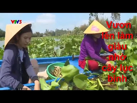 Video: Cách Làm Cho Lục Bình Nở Vào Mùa đông