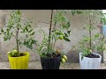 CONVIERTE RAMAS DE TOMATES EN PLANTAS PARA TENER MUCHOS FRUTOS EN UN MES.