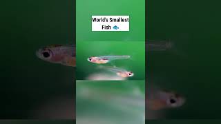 Things that are Smaller than you think