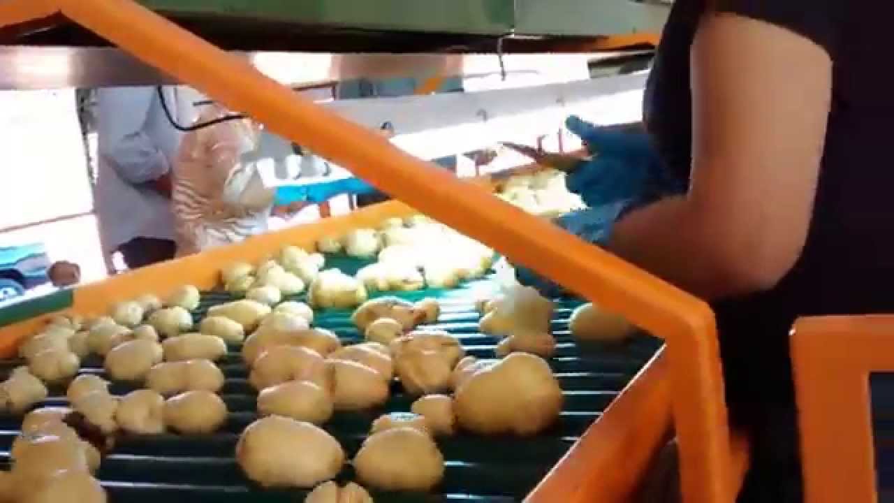 Maquina de Lavar Batata YouTube