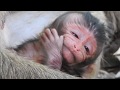 Newborn with adorable face, Just born baby monkey, Newborn Lori with Mom Amari