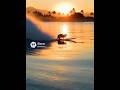#2412 AI Creation: Watch This Cat Surfing Through the Curl of a Wave!