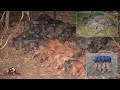 Wild Hog Trapping | 32 Pigs in 10 Days With JAGER PRO Hog Traps | JAGER PRO™