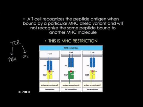 Video: MHC-locus Og Genetisk Modtagelighed For Autoimmune Og Infektionssygdomme