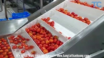 HỆ THỐNG BĂNG TẢI RỬA TRÁI CÂY