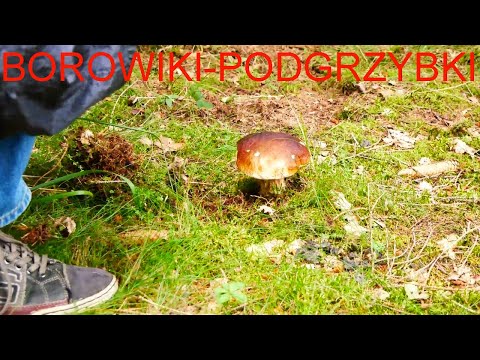 Wideo: Grzyby Podduboviki: Opis I Zastosowanie