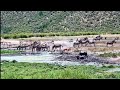 live African animals Zebra Impalas  wildbeest &amp; more #nature #wildlife