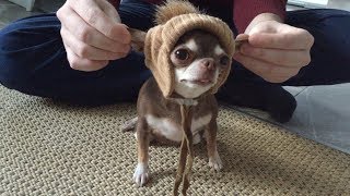 Чихуахуа и шапка. Может ли маленькая собака носить шапку?