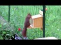 Eichhörnchen öffnet Futterhaus