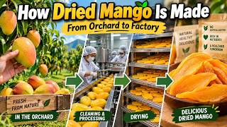 Inside the World's Largest Dried Mango Factory | Full Process