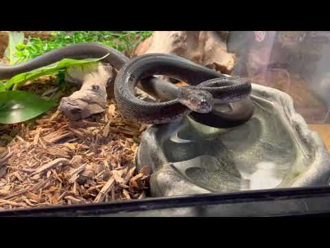 Just a video watching Jack ( Savu Python )
