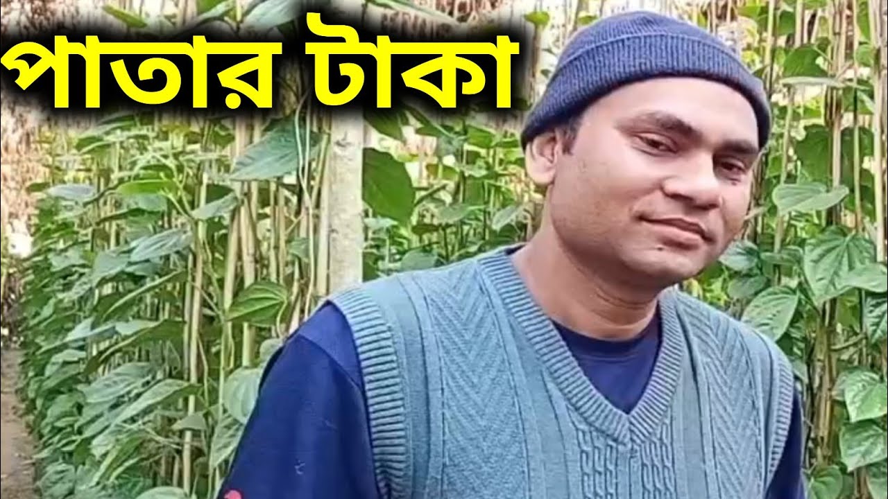 পানের বরজে লুকিয়ে আছে সোনার খনি